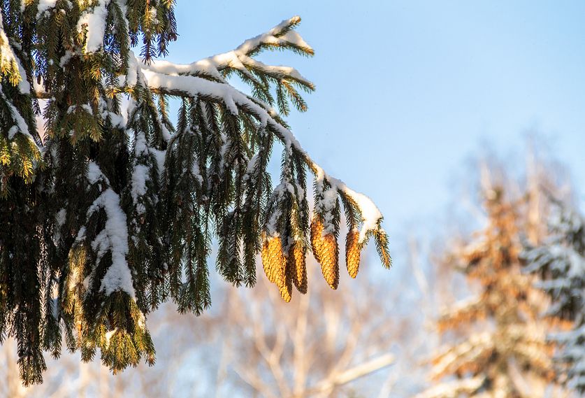 В Железногорске первая неделя февраля будет морозной