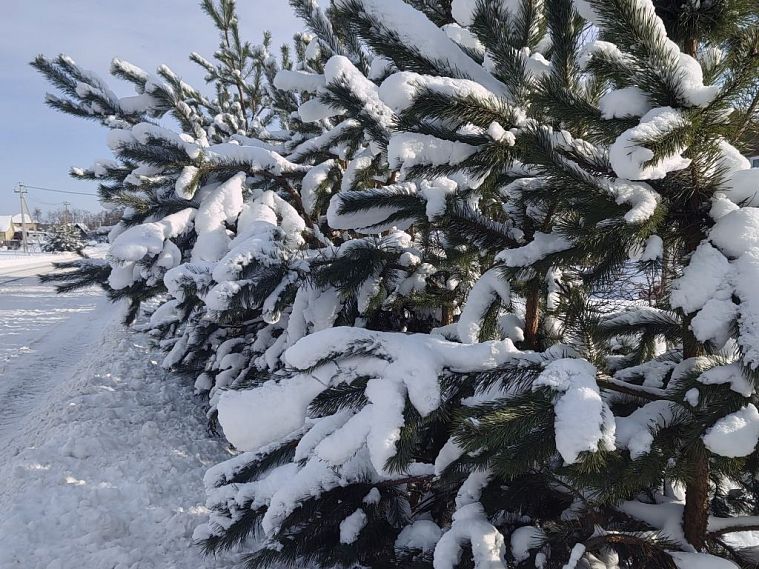 В Рождественский сочельник Железногорск засыпало снегом