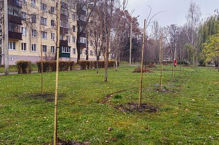 В Железногорске высадили 78 лип