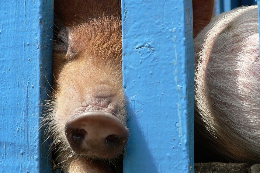 Инфляция в Курской области в январе 2025 года составила 10,41%