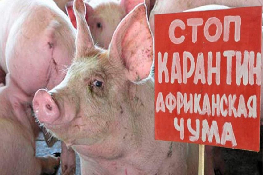 Дайджест событий недели: в Курскую область вернулась африканская чума свиней