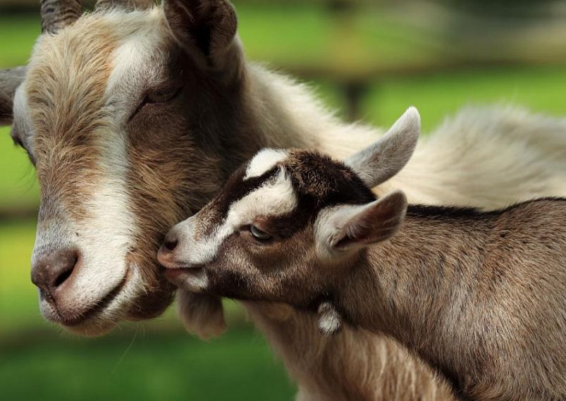 Железногорские козы "засветились" в интернете и нашли хозяев