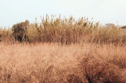В Железногорском районе сотни гектаров зарастают сорной травой
