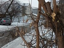  Клён американский и борщевик Сосновского признаны опасными растениями для курских лесов