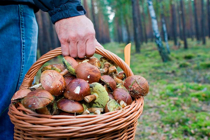 В Курской области открыт сезон отравлений грибами 