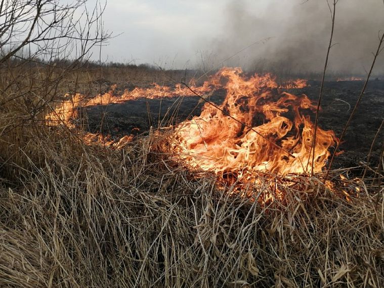 Поджог травы в Железногорском районе закончился крупным пожаром 