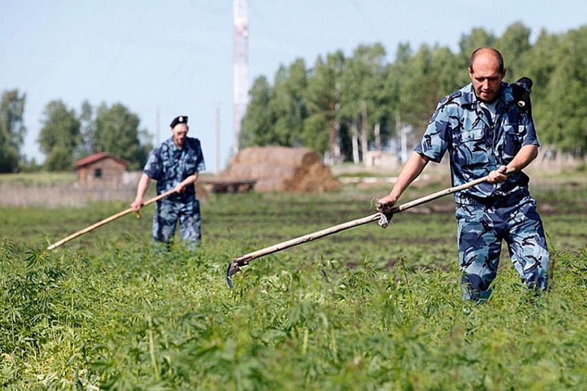 Сегодня в Железногорске стартовала антинаркотическая операция «Мак»