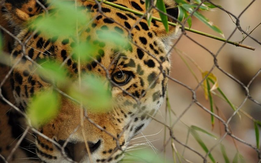В Курской области пытались продать краснокнижного леопарда