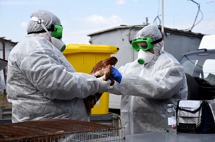 В Железногорском районе ликвидировали условный очаг птичьего гриппа