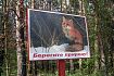В Курской области с 25 июня продлили ограничения на пребывание граждан в лесах