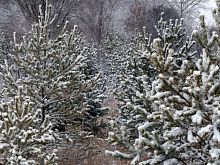 В Курской области штраф за незаконно срубленное хвойное дерево составит 7 тысяч рублей