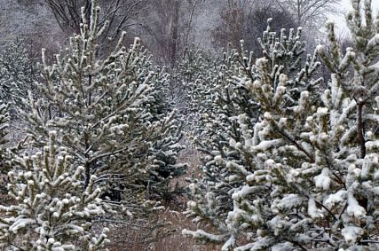 В Курской области штраф за незаконно срубленное хвойное дерево составит 7 тысяч рублей