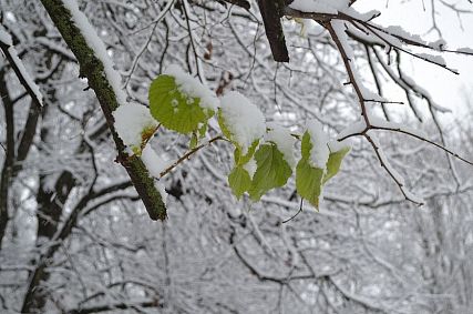 В понедельник синоптики обещают железногорцам снег с дождём и сильный ветер