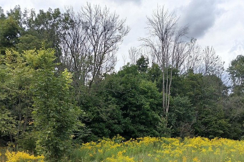 В Железногорске впервые обнаружили очаг нового для региона карантинного заболевания деревьев