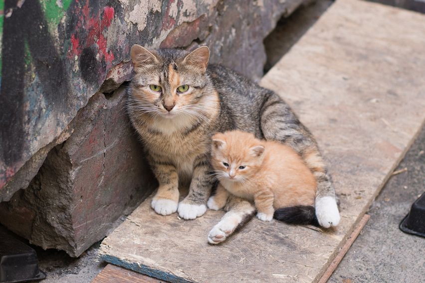 Бездомным кошкам официально разрешат греться в подвалах