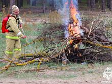 В Курской области ввели ограничения на прeбывание граждан в лесах
