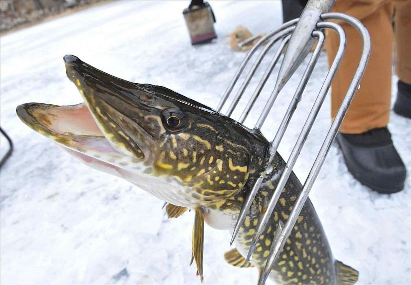 Дайджест событий Курской области: браконьеры убивали рыбу вилами