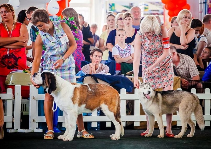 В Курской области пройдет международная выставка собак