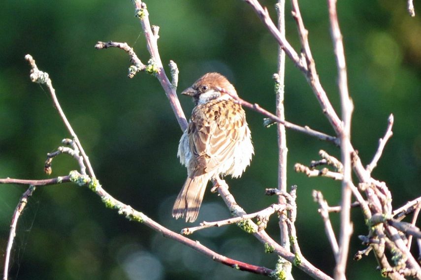 С 9 по 17 августа железногорцы могут принять участие в летнем сезоне всероссийской переписи воробьёв