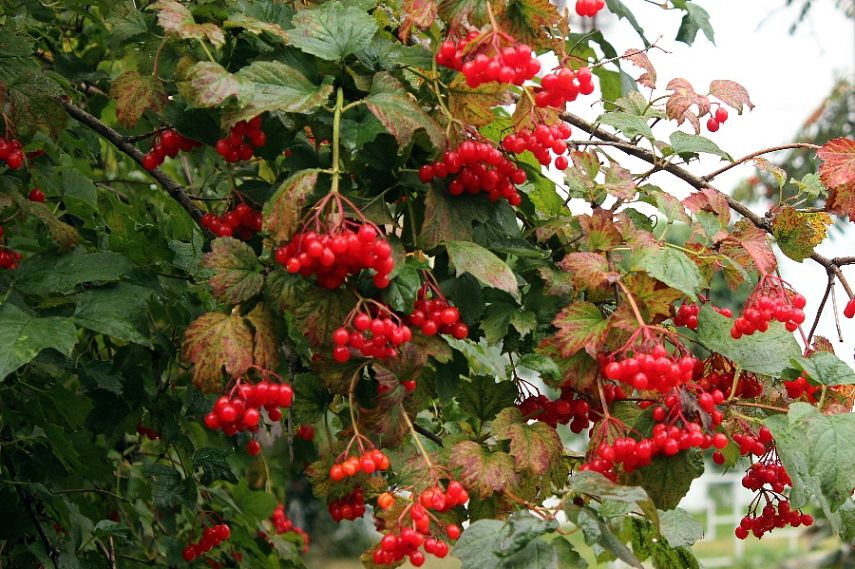 Когда железногорцы получат пособия и пенсии в октябре