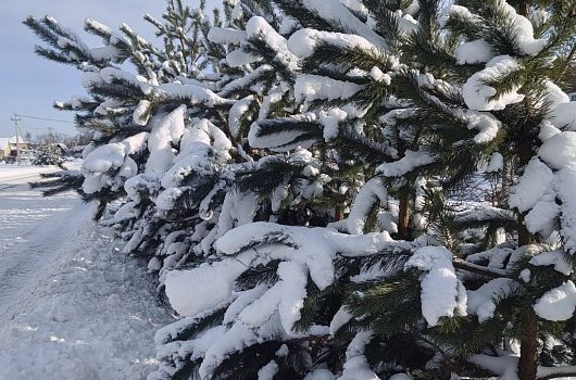 В Рождественский сочельник Железногорск засыпало снегом