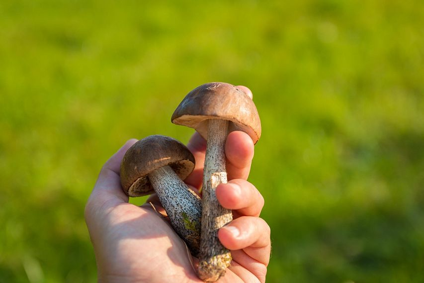 Опята, грузди и маслята: в Роскачестве поделились рецептами грибных заготовок