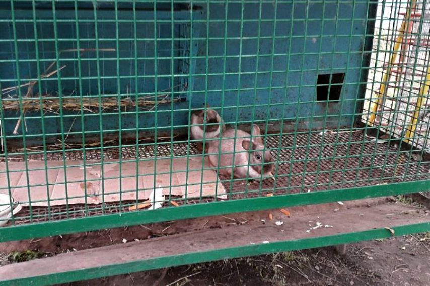 Суд решил конфисковать диких животных из железногорского частного зоопарка «Сказка» 
