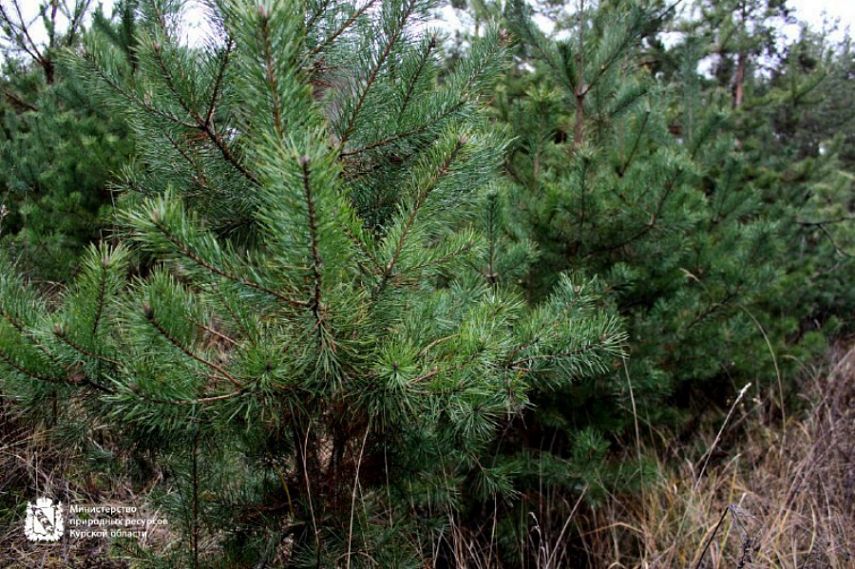 В Железногорском районе двое арендаторов разрабатывали лесные участки без проектов освоения 