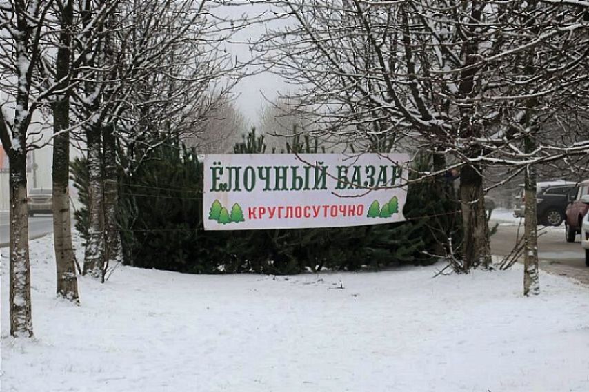 15 декабря в Курской области откроются ёлочные базары