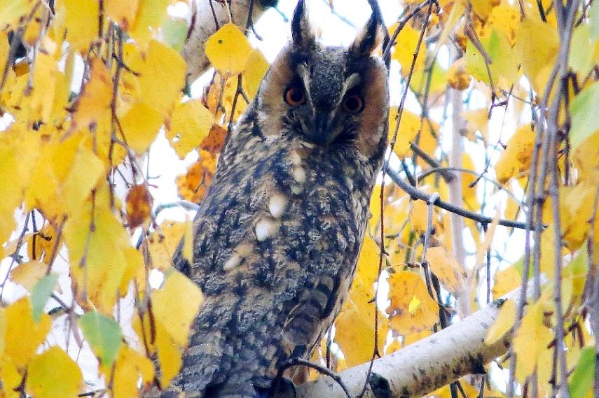 Железногорке Ларисе Басовой посчастливилось сфотографировать ушастых сов