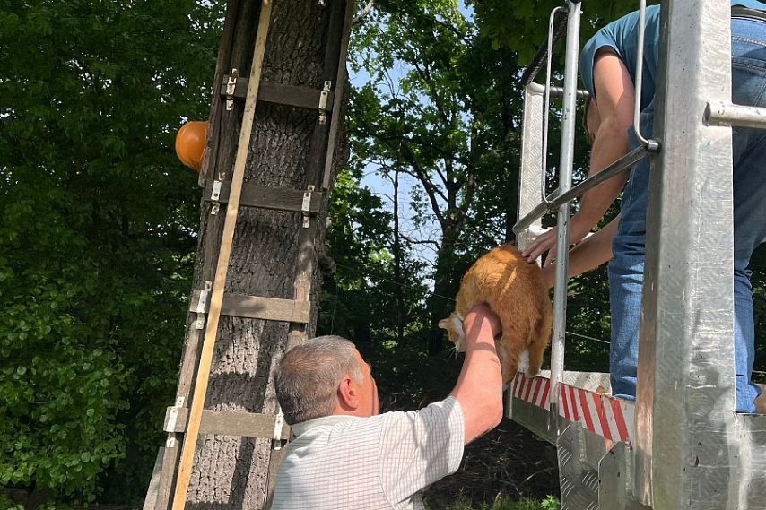 В Железногорске сотрудники Городской коммунальной службы спасли кота